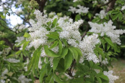 Fraxinus ornus - jasan manový (zimnář) (31) - kvetení